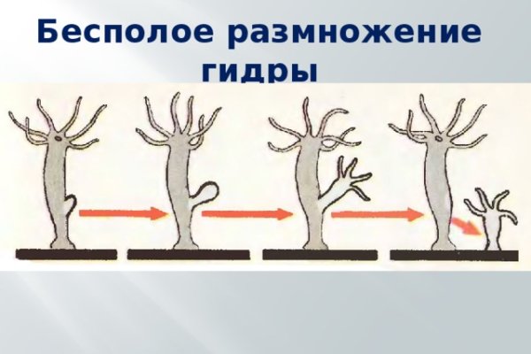 Пользователь не найден кракен что делать