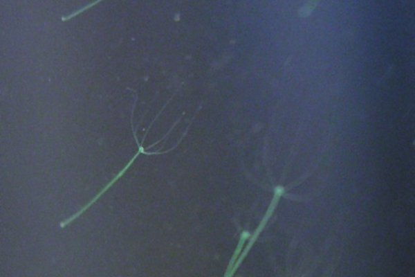 Kraken darknet sliv php