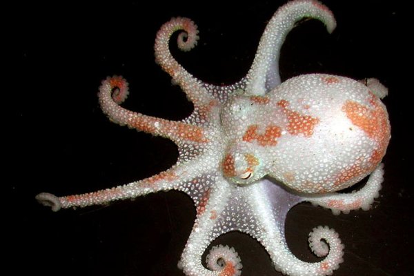Kraken 22at