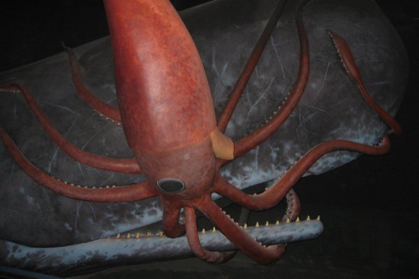 Kraken 25 at