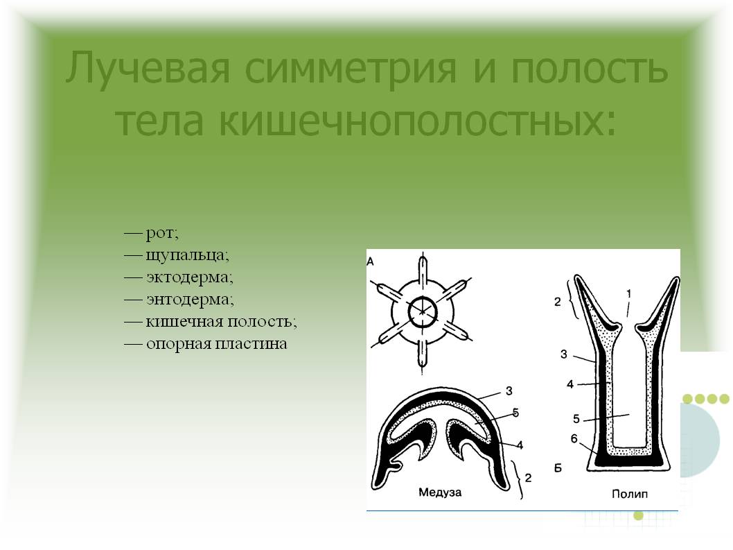 Кракена точка нет